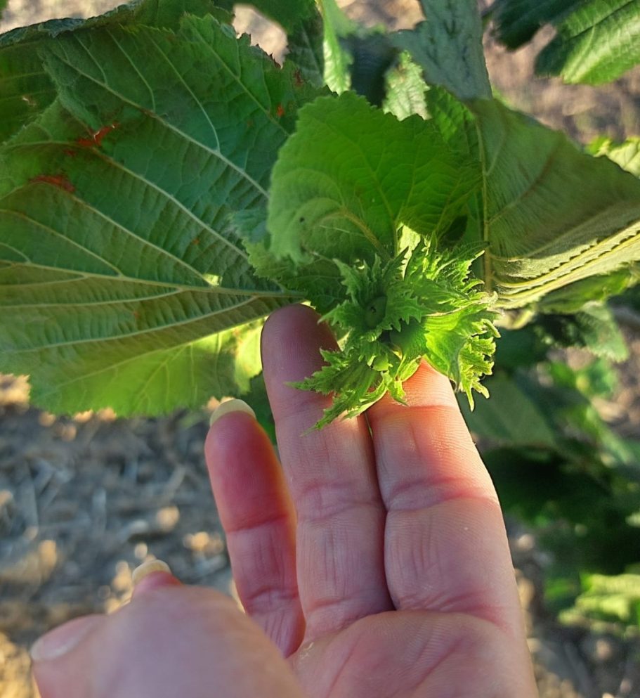 Nahaufnahme von grünen Weinblättern auf einem Feld.