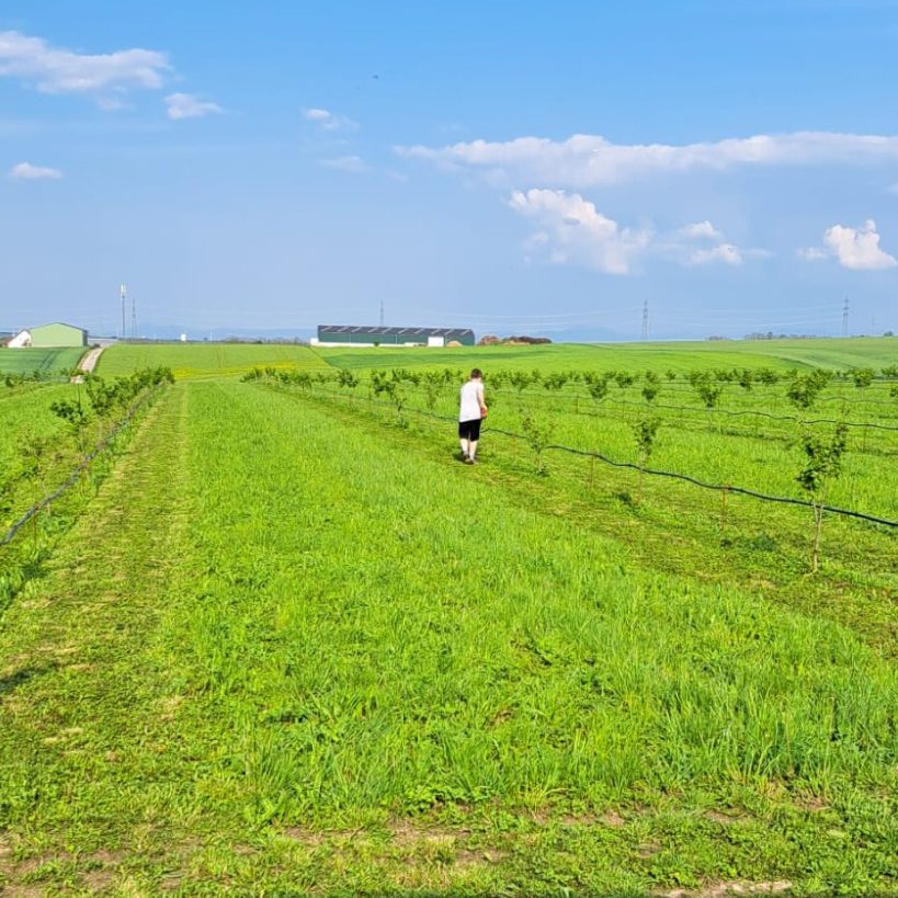 Ein Landwirt geht durch ein grünes Feld unter einem blauen Himmel.