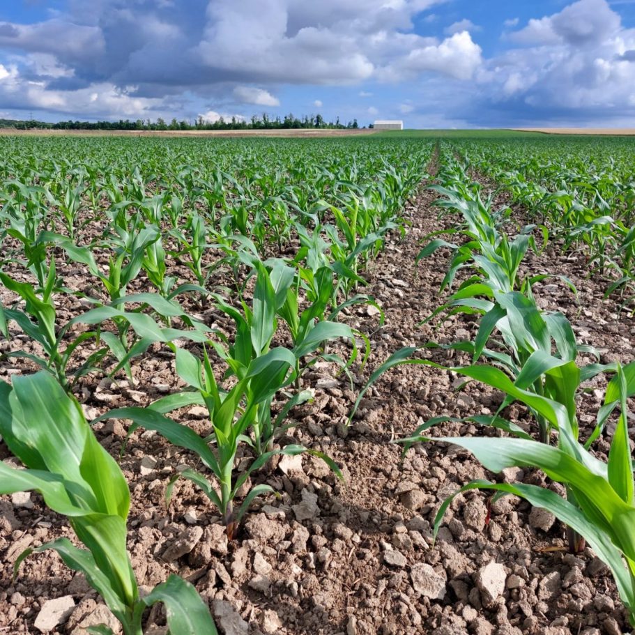 Grünes Maissfeld mit jungen Pflanzen und bewölktem Himmel im Hintergrund.